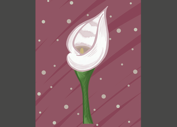 Calla Lily