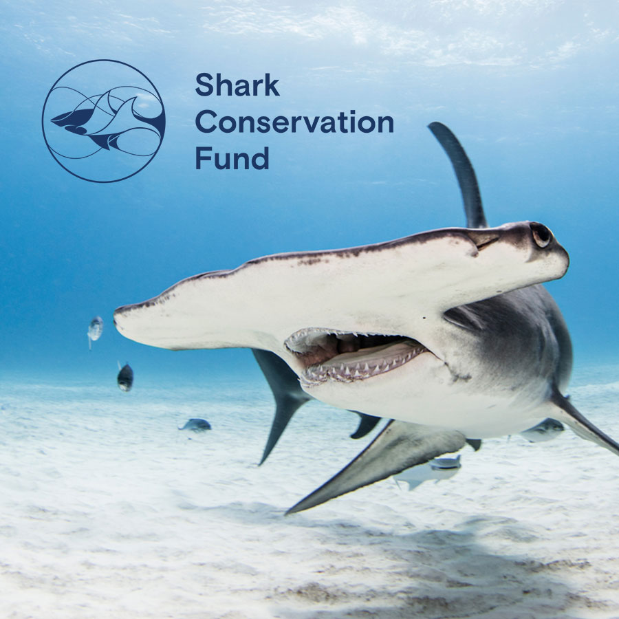 Shark Conservation Fund design work